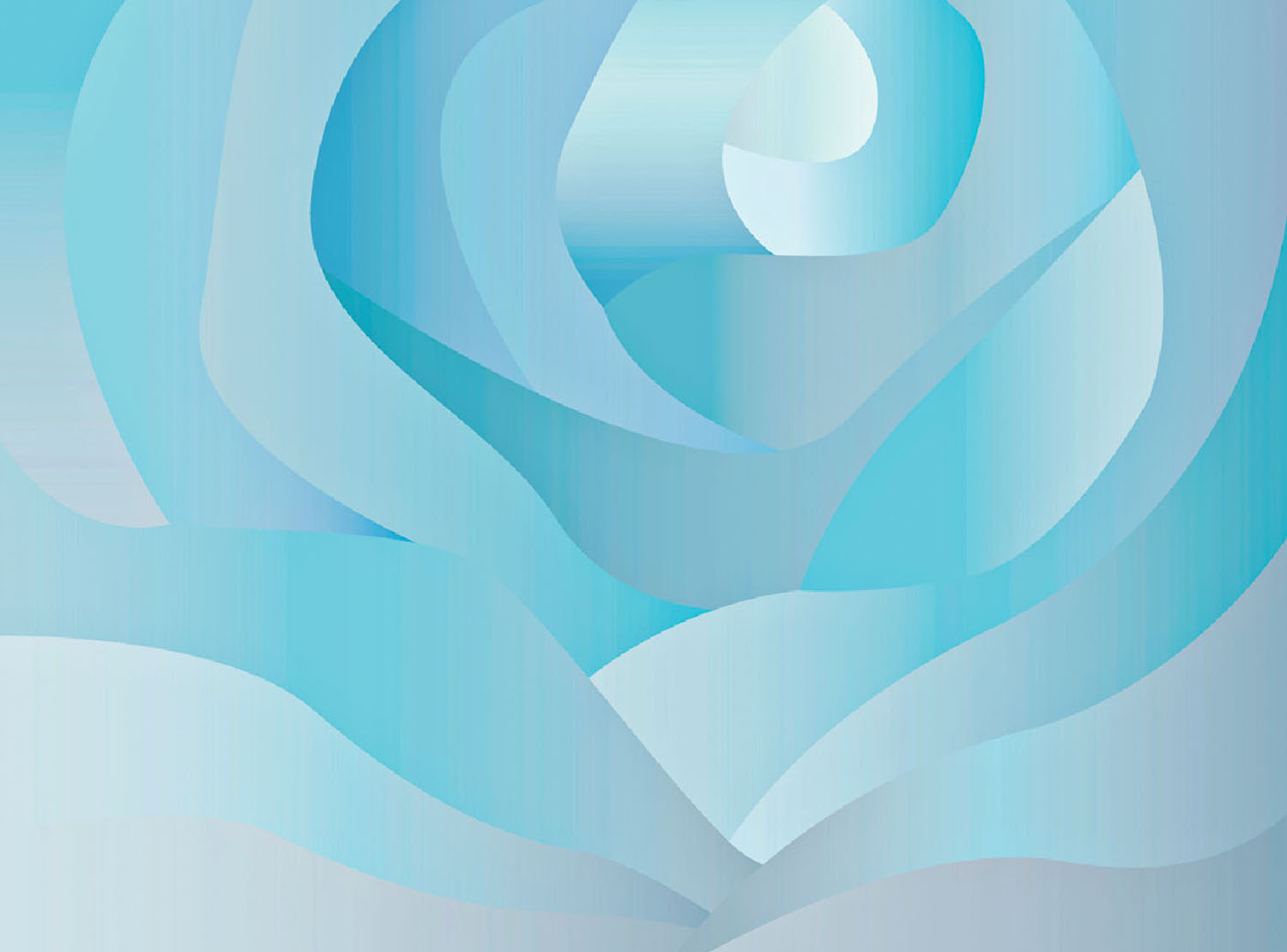 A blue rose with a white background.